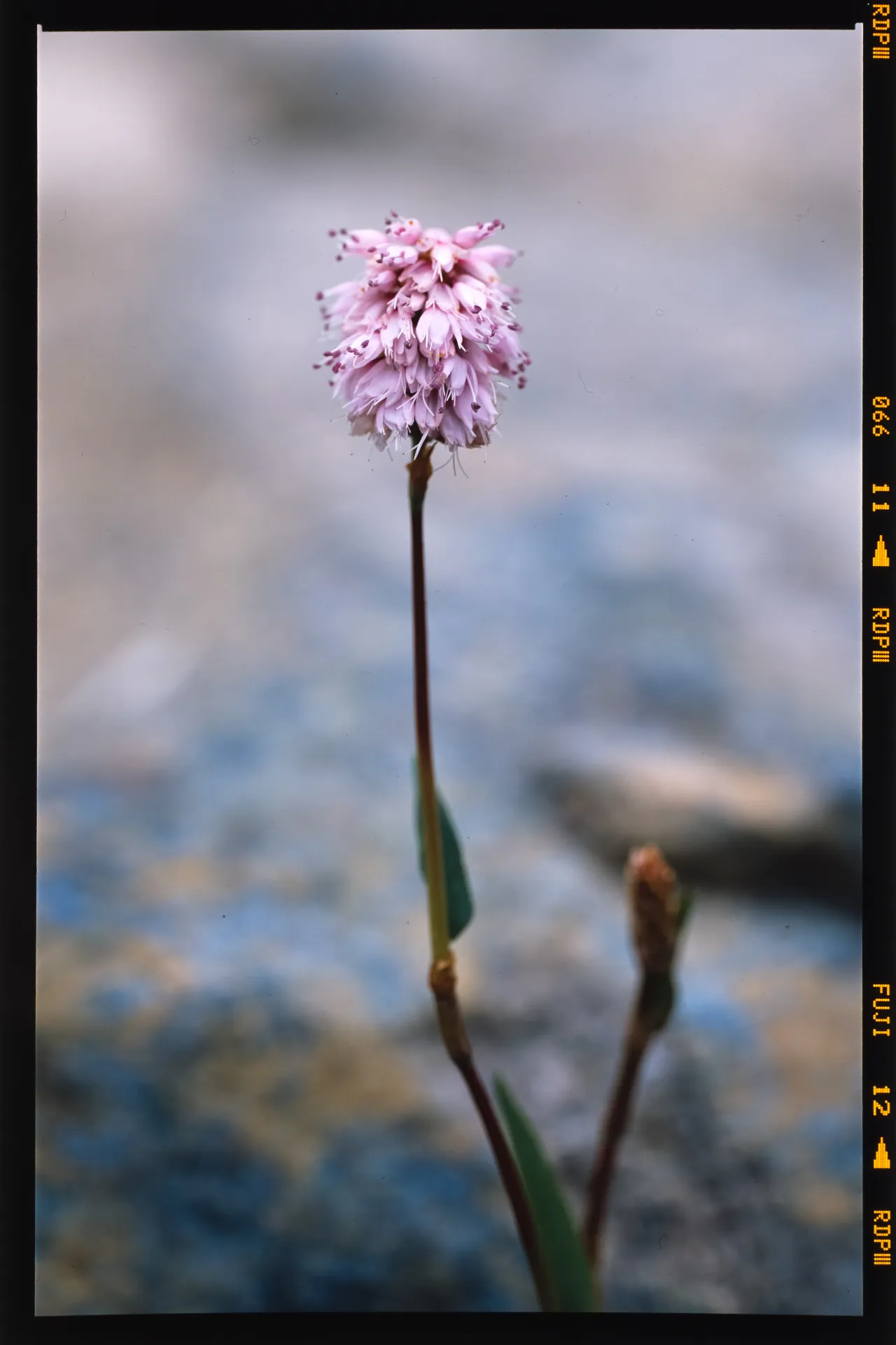 Bistorta hayachinensis